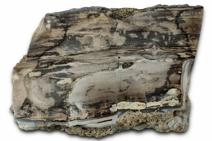 Polished Petrified Wood (Schinoxylon) Section - Blue Forest #326696